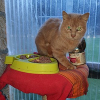 photo de livraison pour Paroles de Chats