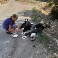 photo de livraison pour Les Petits Félins Sommierois