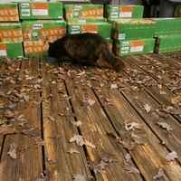 photo de livraison pour Adoption Féline Estuaire