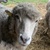 photo animal