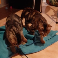 photo de livraison pour Bien vivre avec les Chats Sallélois