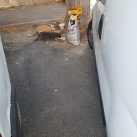 photo de livraison pour Les Copains Félins