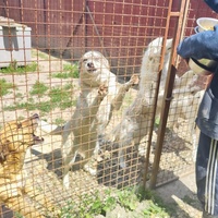 photo de livraison pour Svetlana Bjelogrlic
