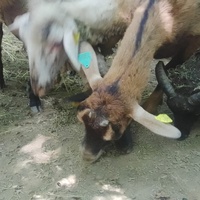 photo de livraison pour Ulyan