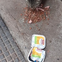 photo de livraison pour Chats cerbériens