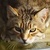 photo animal