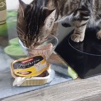 photo de livraison pour Chats cerbériens