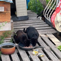 photo de livraison pour Les chats Port-Saint-Louisiens