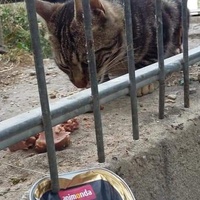 photo de livraison pour Les Chats-Pitresdelavi-Ste