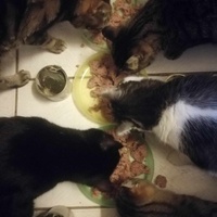 photo de livraison pour Socialisation Féline