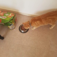 photo de livraison pour Association des Chats Camarguais