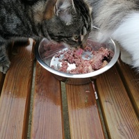 photo de livraison pour Protection et Environnement Animal