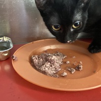 photo de livraison pour Association C.A.T.S. Chat Animal Terrien Solidarité