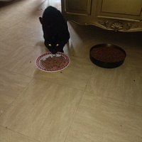 photo de livraison pour Protect Cat