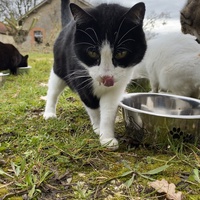 photo de livraison pour Les chats de Feelin’ Good
