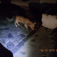 photo de livraison pour Pro Animals Finland ry