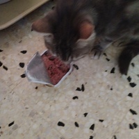photo de livraison pour Chats Grains d'Amour