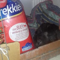 photo de livraison pour Les chats Port-Saint-Louisiens