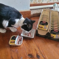 photo de livraison pour Sweety Pets