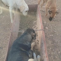 photo de livraison pour 4 Pattes Mogador