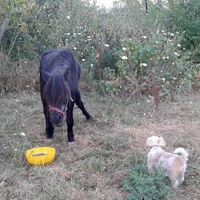 photo de livraison pour SOS Animal Tendresse