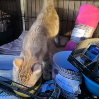 photo de livraison pour Chats Libres de Béziers