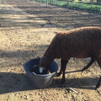 photo de livraison pour La Ferme des Zanimobiles