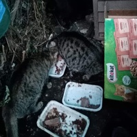 photo de livraison pour Chats libres niçois