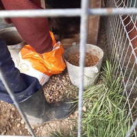 photo de livraison pour Animal Shields Oradea