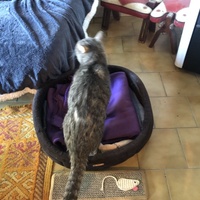 photo de livraison pour Les Chats Libres Condom 32