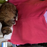 photo de livraison pour Un Ronron d'Espoir 33