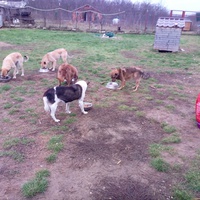 photo de livraison pour Viata Animalelor