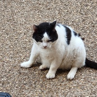 photo de livraison pour Chat de Gout'hier sans Toit
