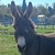 photo animal