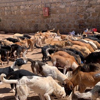 photo de livraison pour ADAN