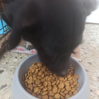 photo de livraison pour Lina's animal rescue