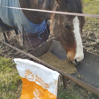 photo de livraison pour Hearthland Royal Horse