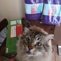 photo de livraison pour Bien vivre avec les Chats Sallélois