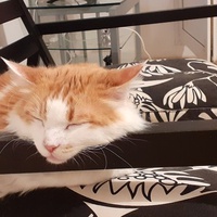 photo de livraison pour Protect Cat