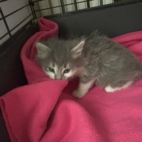 photo de livraison pour Chat Gratouille