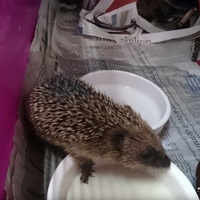 photo de livraison pour Faune Alfort