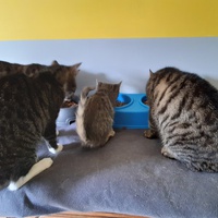 photo de livraison pour Pour l'Amour des Chats