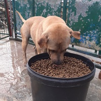 photo de livraison pour ПРИХВАТИЛИШТЕ ДРАЖЕВАЦ