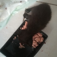 photo de livraison pour Les Chats libres de Calvisson
