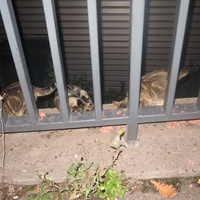 photo de livraison pour Chat Libre de l'Ile du Ramier