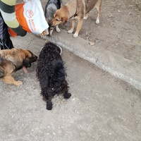 photo de livraison pour Asociația Hăpluț și prietenii