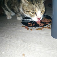 photo de livraison pour Protect Cat