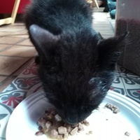 photo de livraison pour Au Bonheur des bêtes