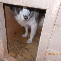 photo de livraison pour Pro Animals Finland ry