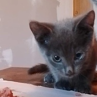 photo de livraison pour Chat L'Heureux